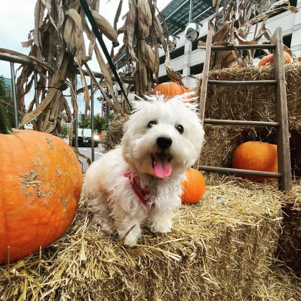 Happy Poochon Pup