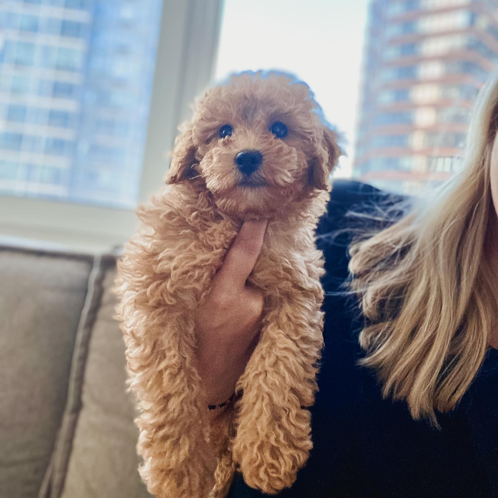 Mini Goldendoodle Being Cute