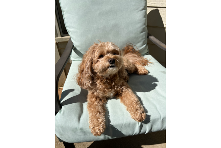 Cavapoo Pup Being Cute