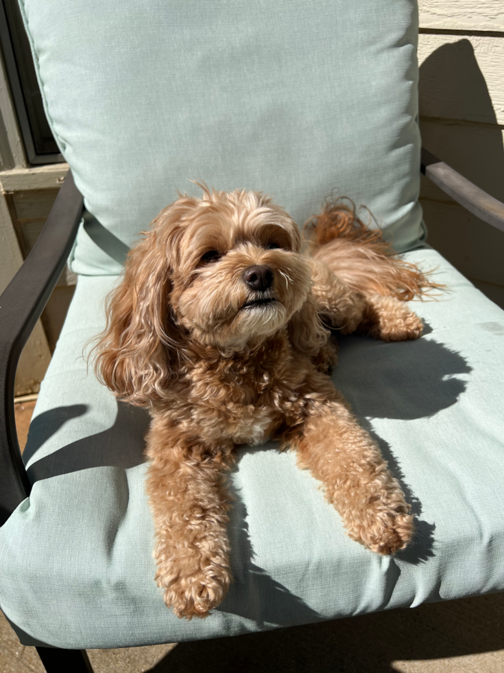 Small Cavapoo Pup in