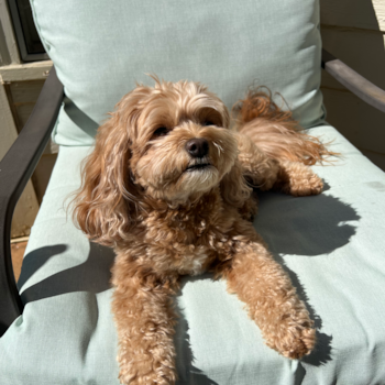 Small Cavapoo Pup in