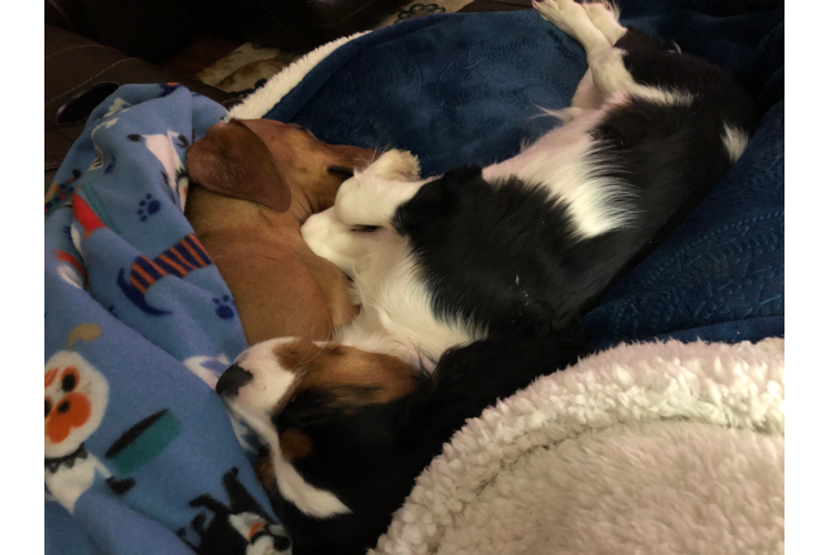 Little Cavalier King Charles Spaniel Purebred Pup