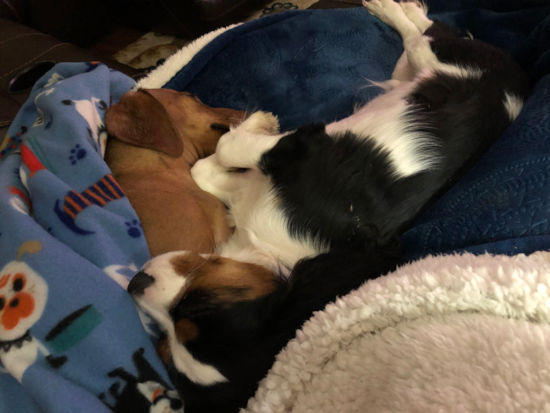 Fluffy Cavalier King Charles Spaniel Pup in Orient OH