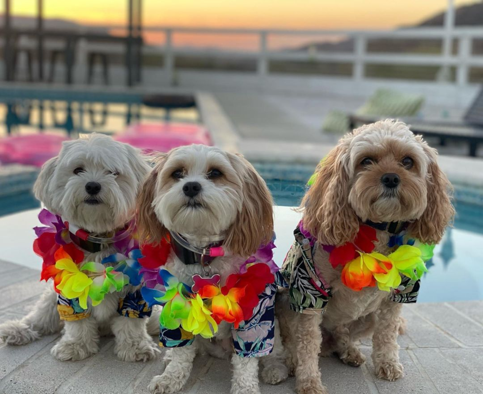 Cute Cavachon Pup in Los Angeles CA