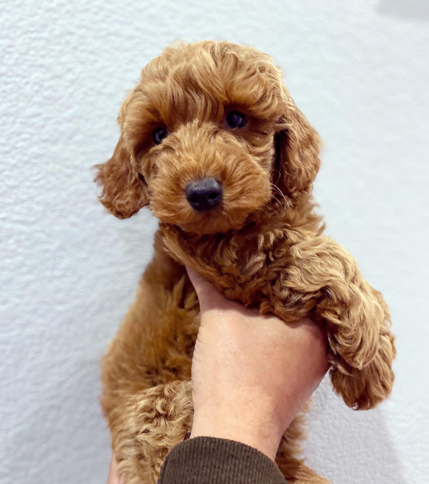 Happy Mini Goldendoodle Pup