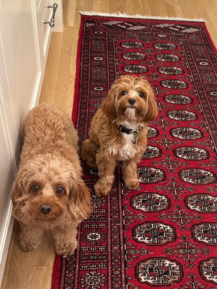 Cavapoo Being Cute