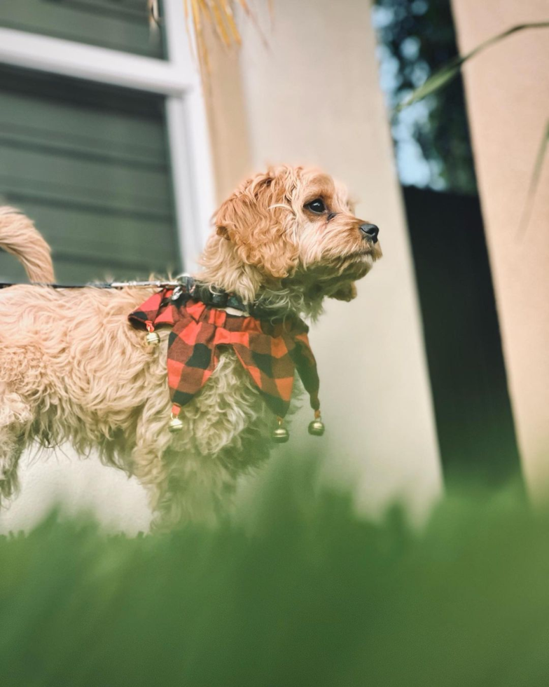 Smart Cavapoo Poodle Mix Pup