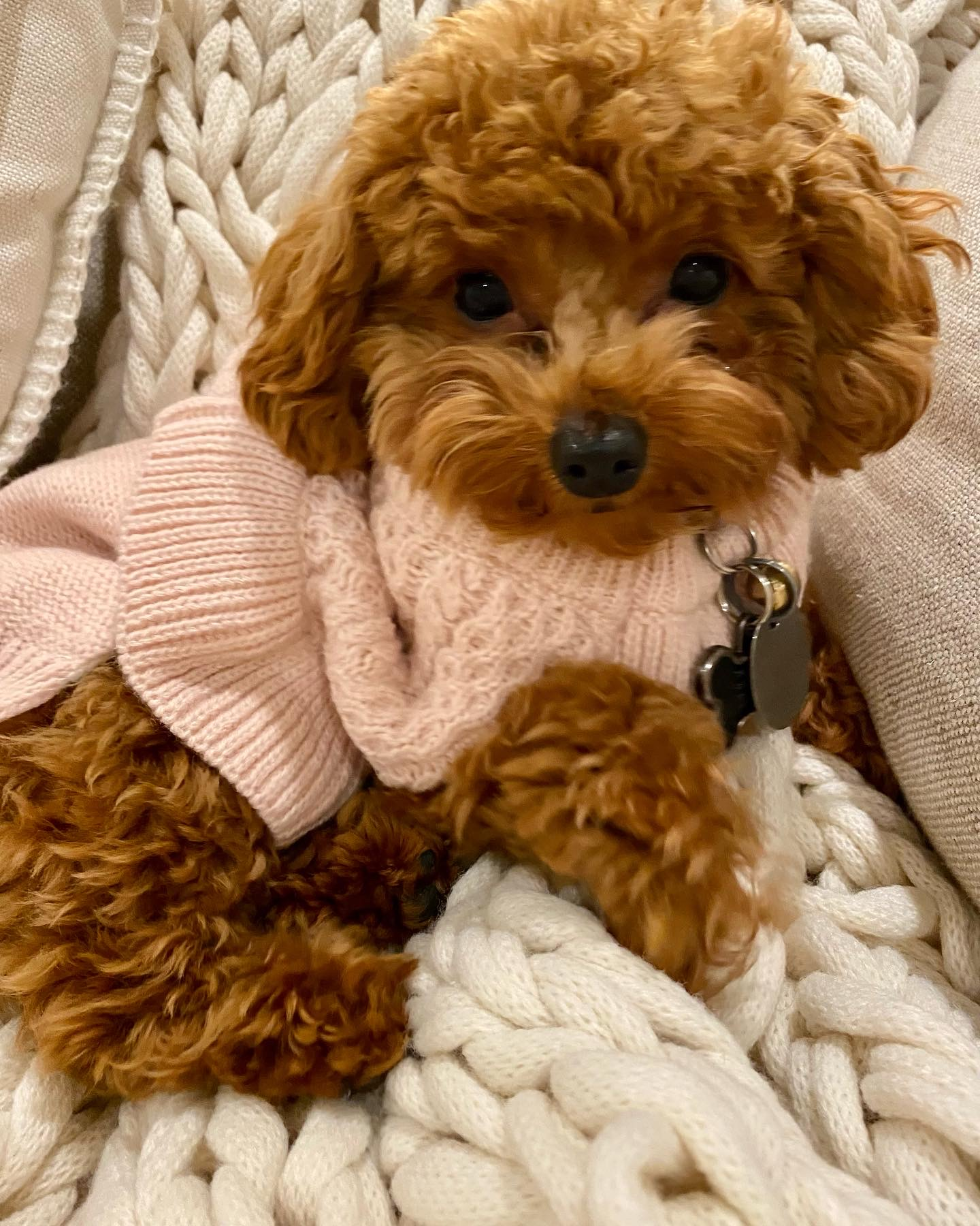 Best Poodle Baby
