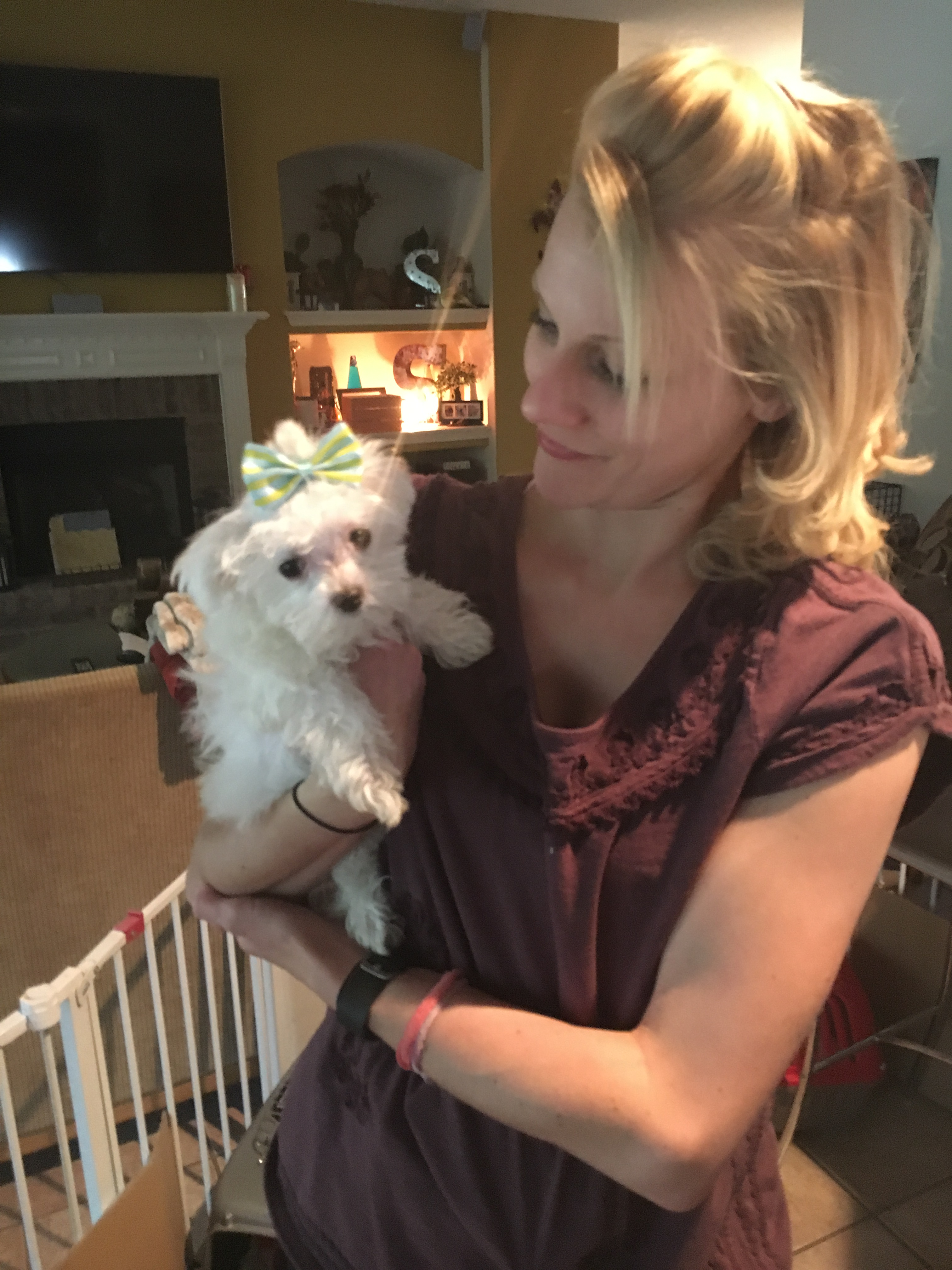 Maltese Puppy for Adoption