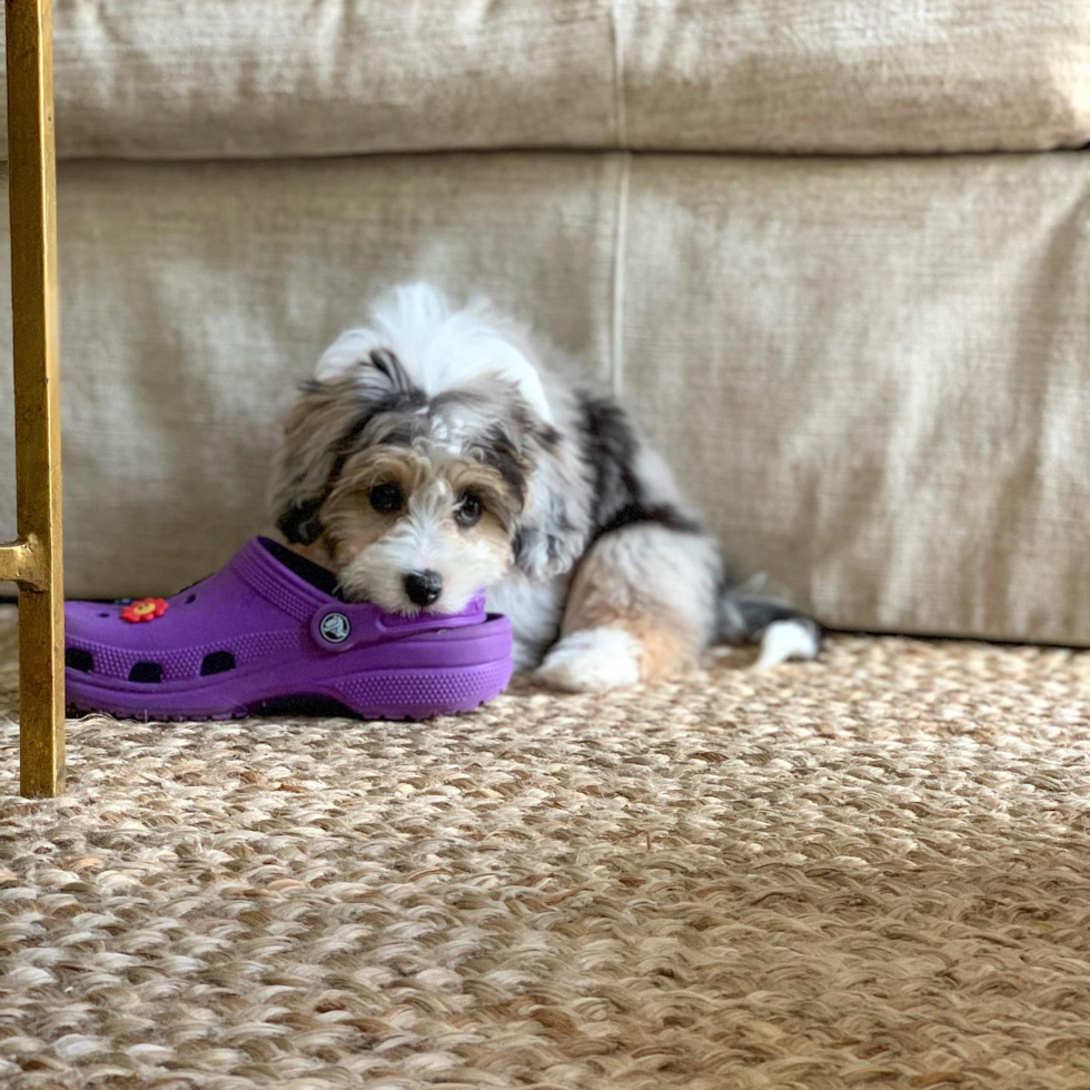 Happy Mini Aussiedoodle Pup in Houston TX