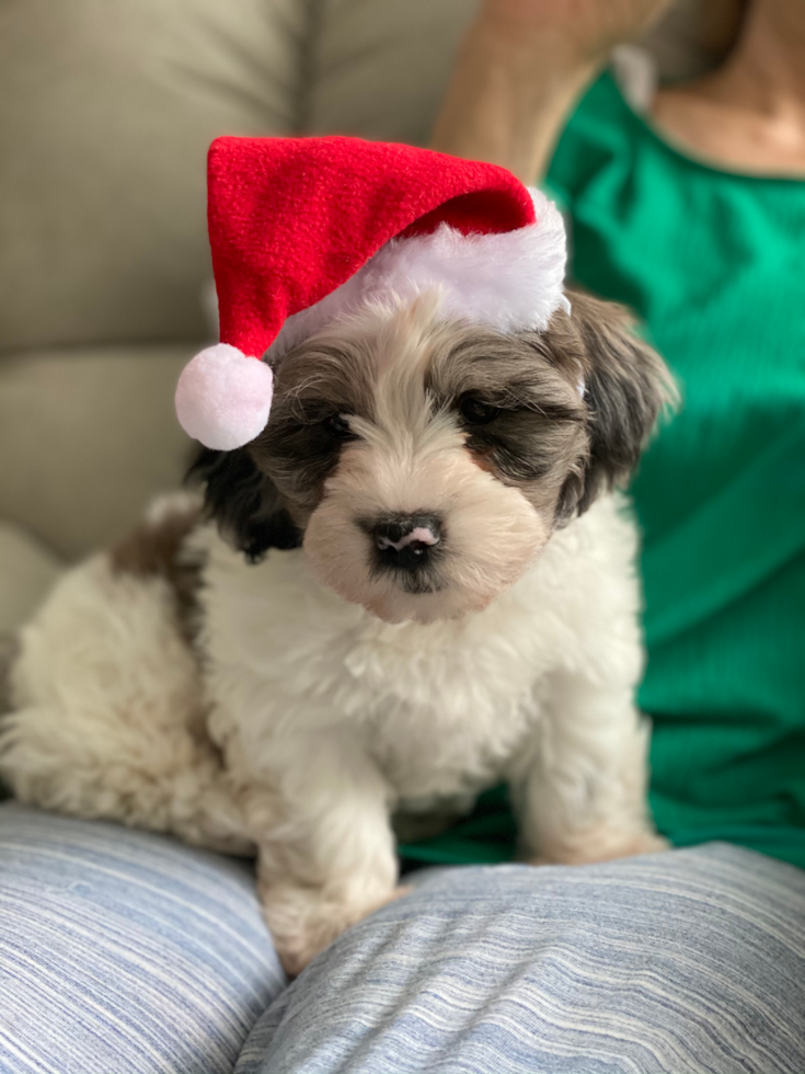 Little Shihpoo Poodle Mix Pup