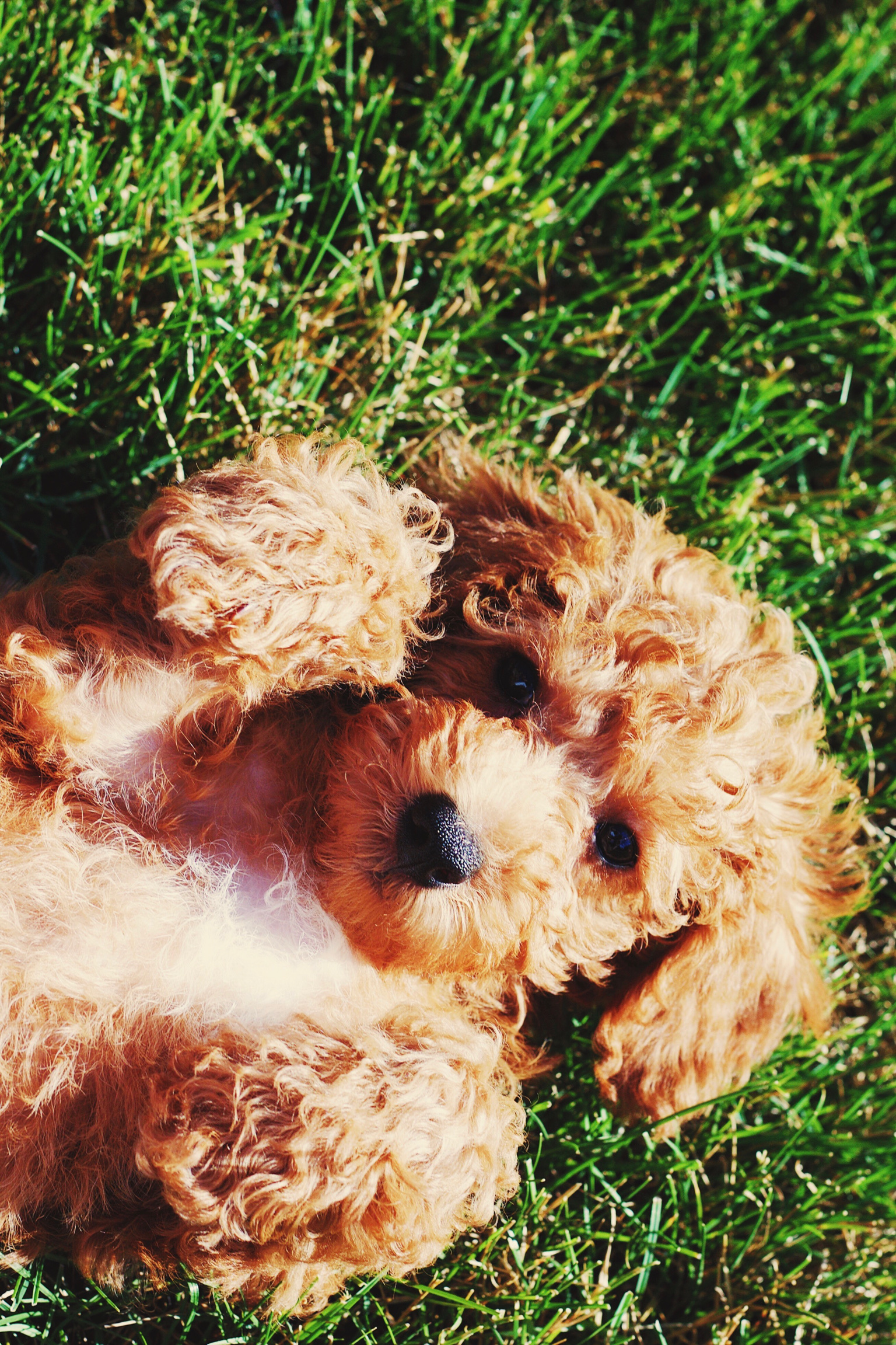 Best Mini Goldendoodle Baby