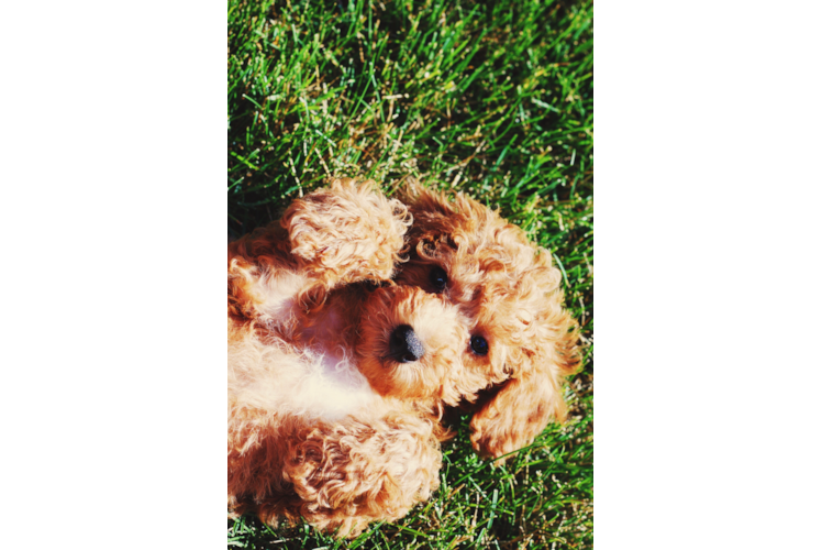 Best Mini Goldendoodle Baby