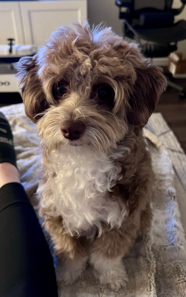 Playful Mini Aussiepoodle Poodle Mix Pup