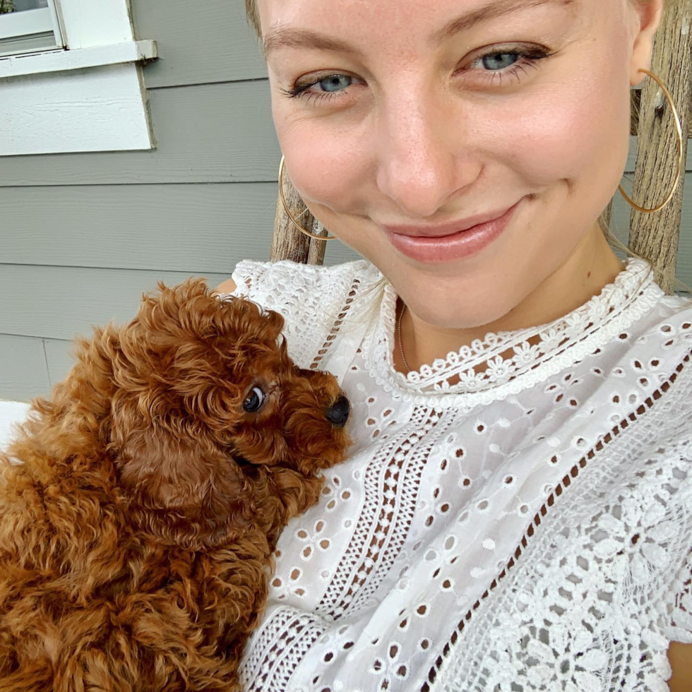 Small Cavapoo Pup