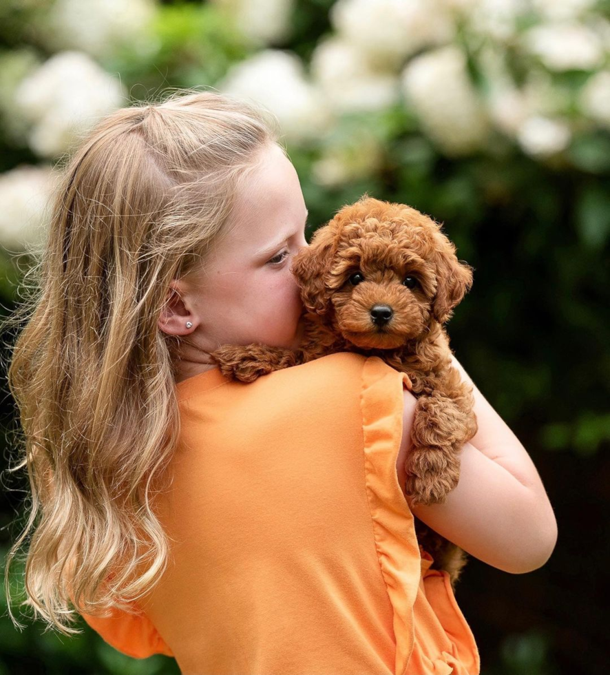 Friendly Mini Goldendoodle Pup