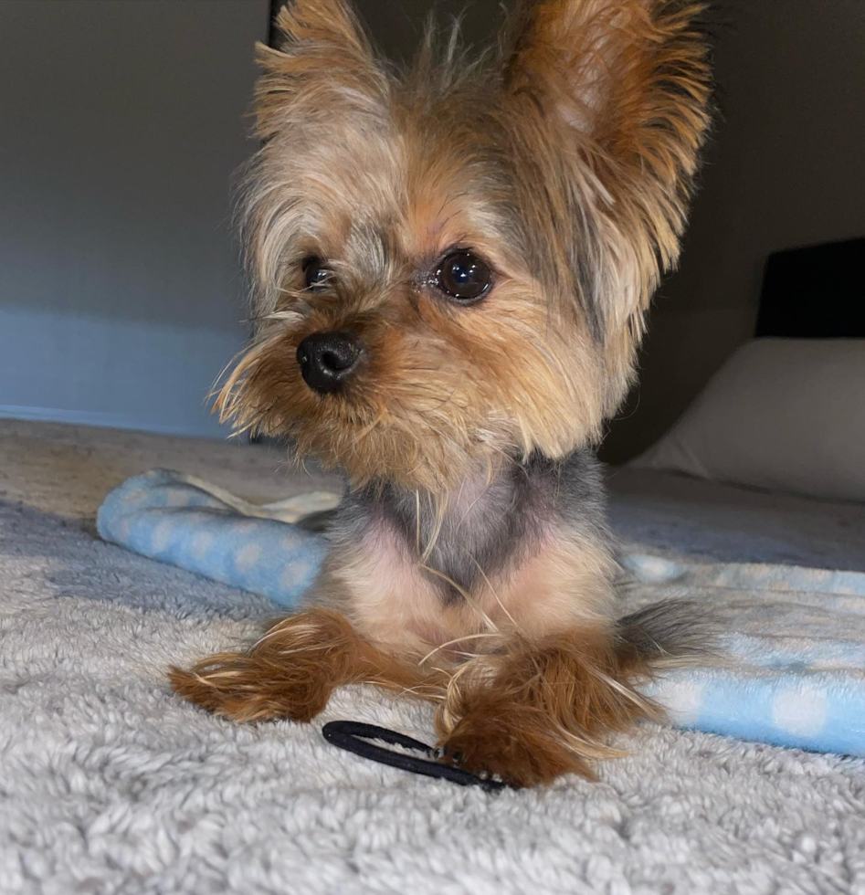 Fluffy Yorkshire Terrier Pup in Pittsburgh PA