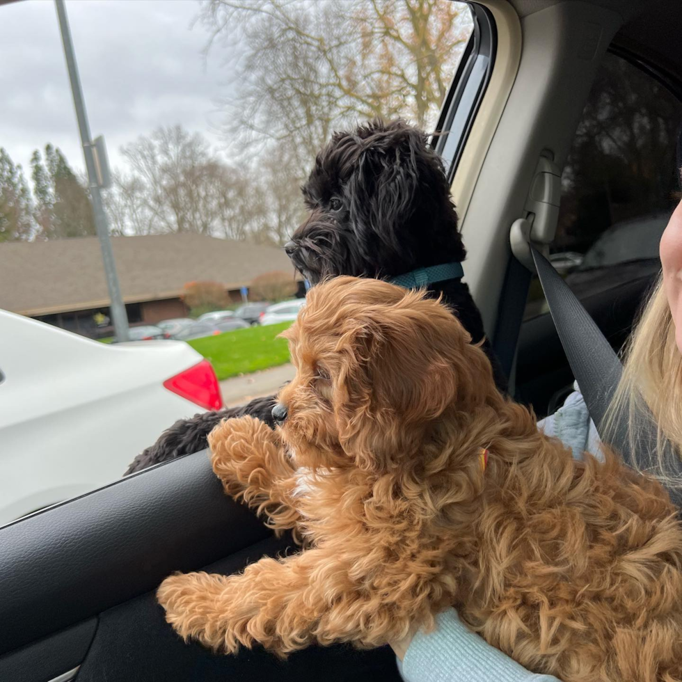 Cavapoo Being Cute