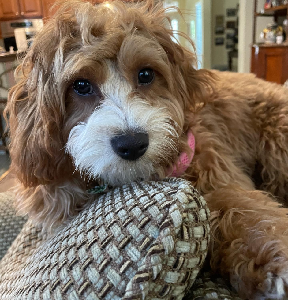 Popular Cavapoo Poodle Mix Pup