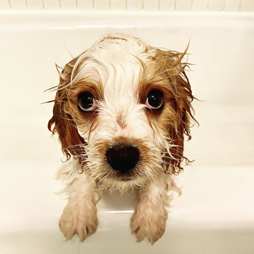 Fluffy Cavachon Designer Pup