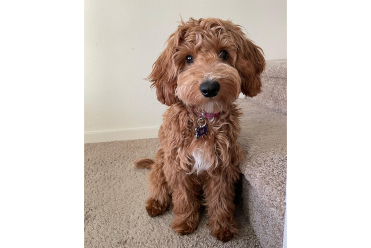 Best Mini Goldendoodle Baby