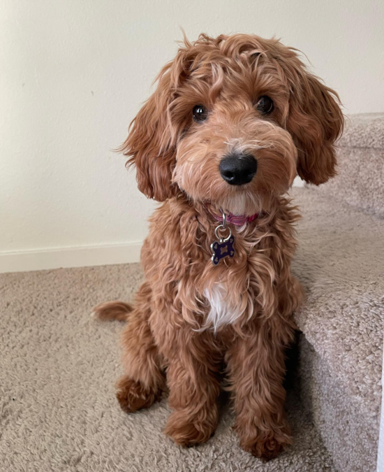 Sweet Mini Goldendoodle Pup