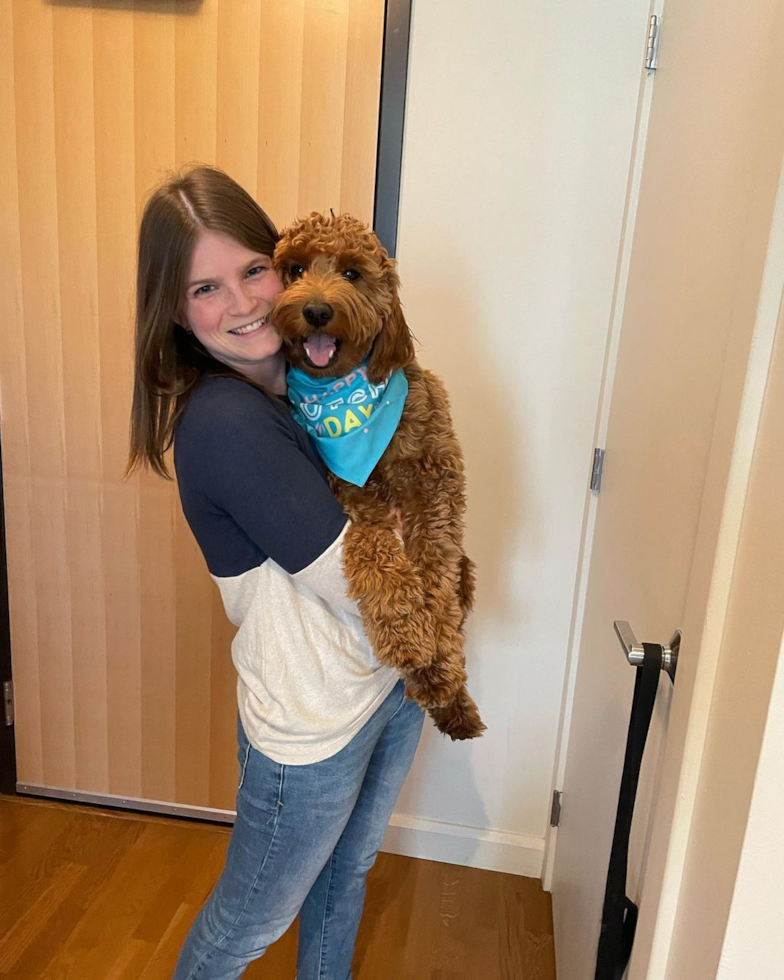 Friendly Mini Goldendoodle Pup