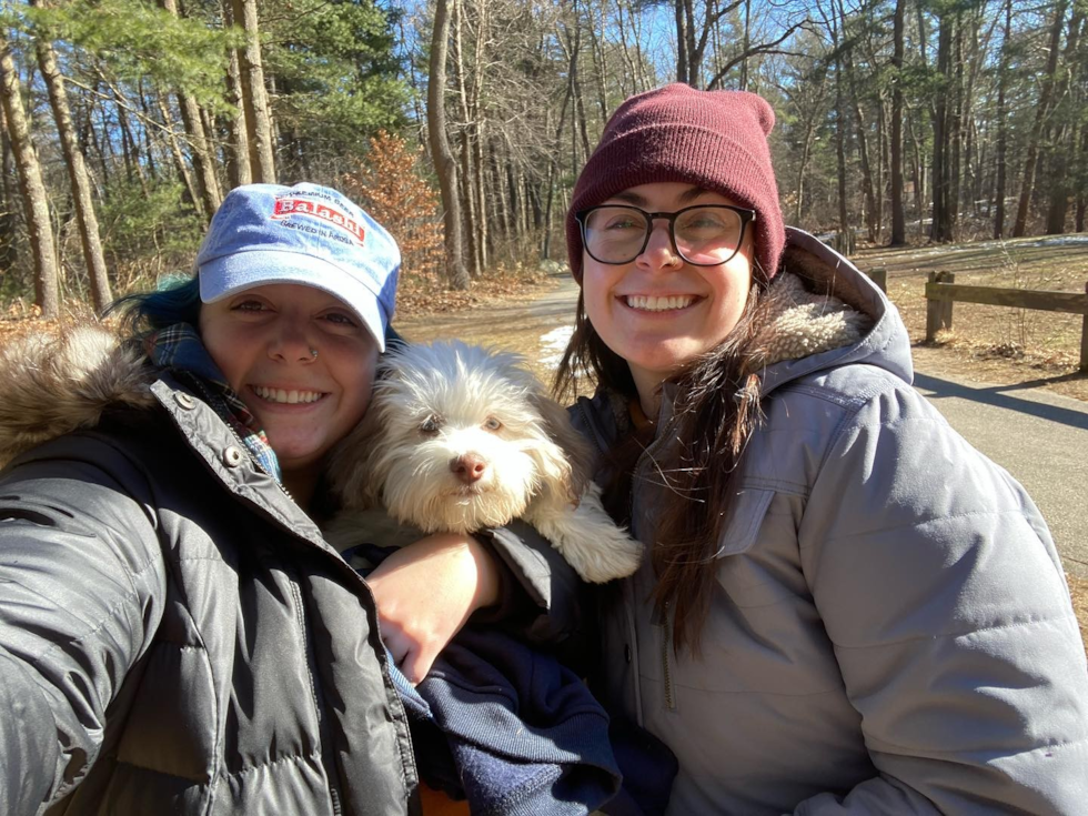 Havanese Being Cute