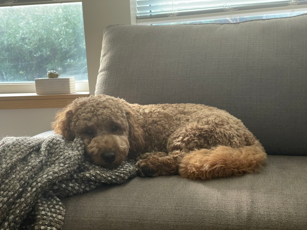 Playful Golden Retriever Poodle Mix Pup