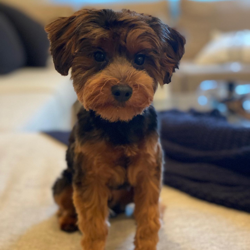 Cute Yorkie Poo Pup