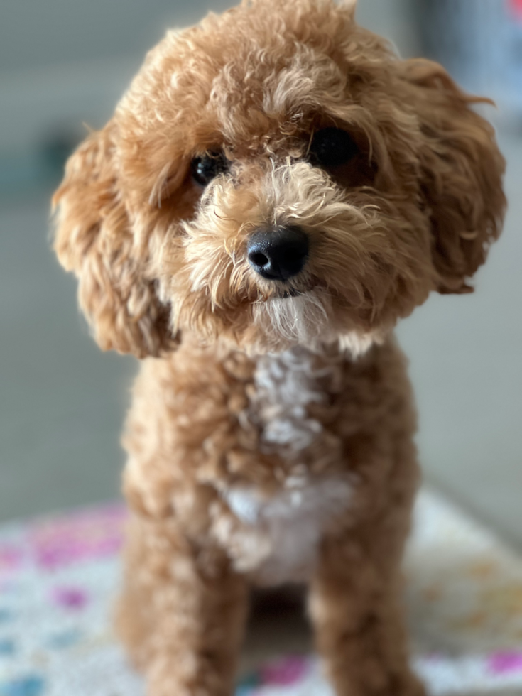 Poochon Pup