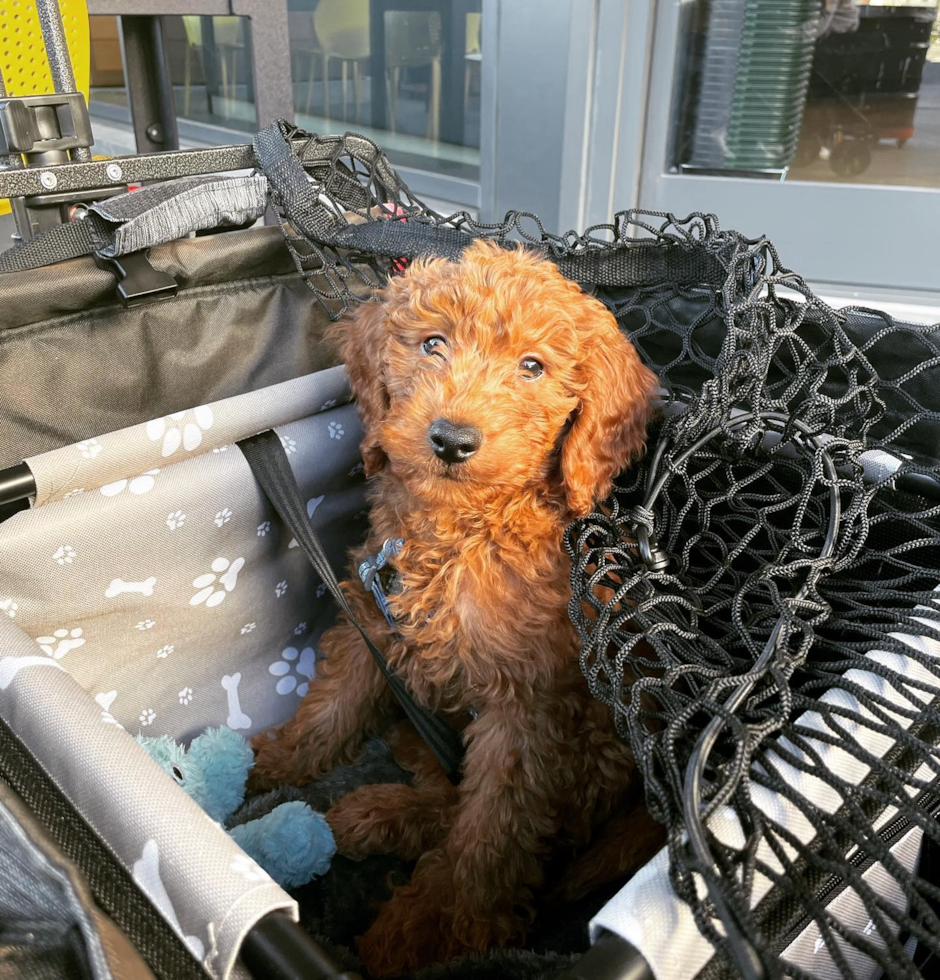 Happy Mini Goldendoodle Pup in Santa Clara CA