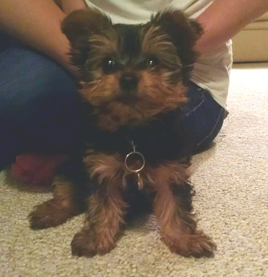 Energetic Yorkie Purebred Pup