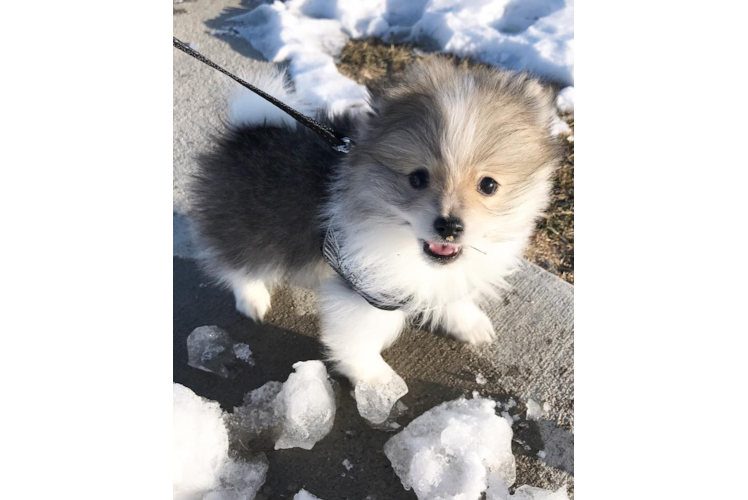 Playful Pomeranian Baby