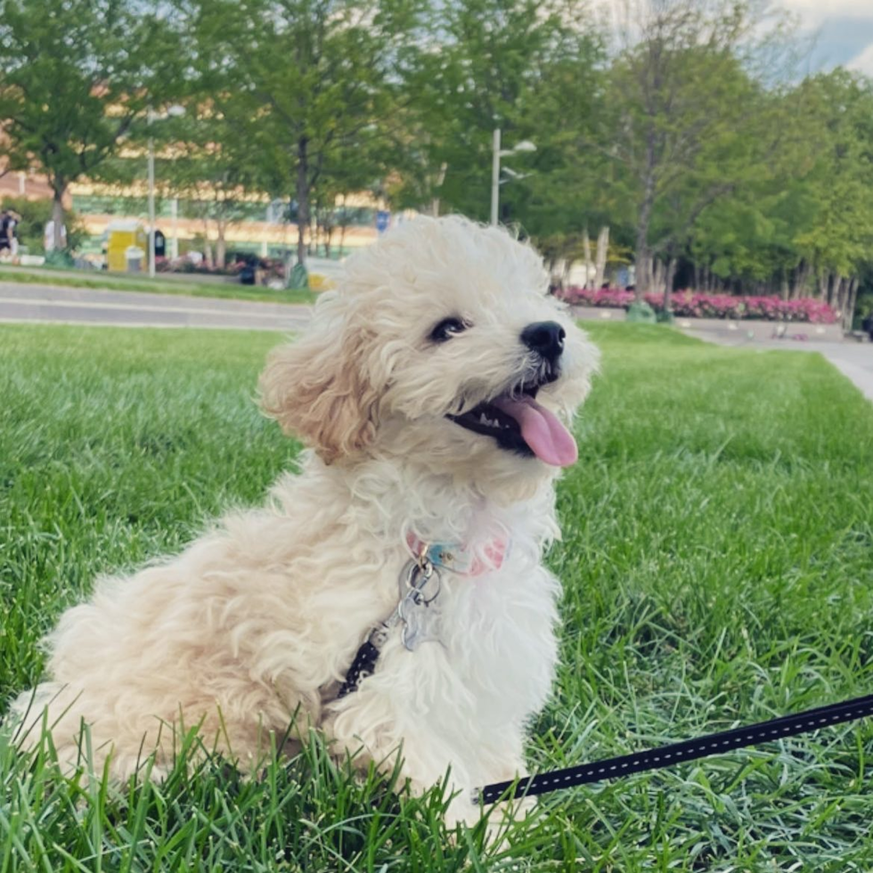 Popular Poochon Poodle Mix Pup