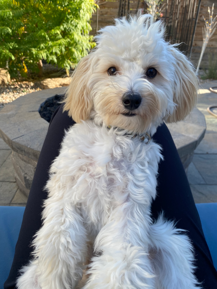 Popular Maltipoo Poodle Mix Pup