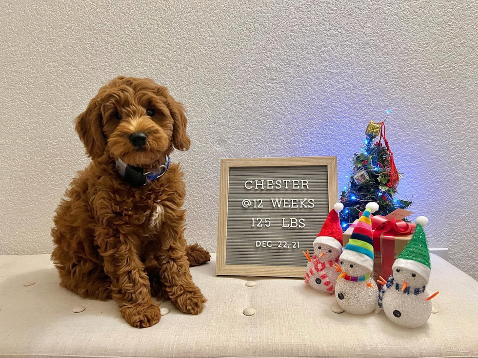 Adorable Golden Retriever Poodle Mix Pup