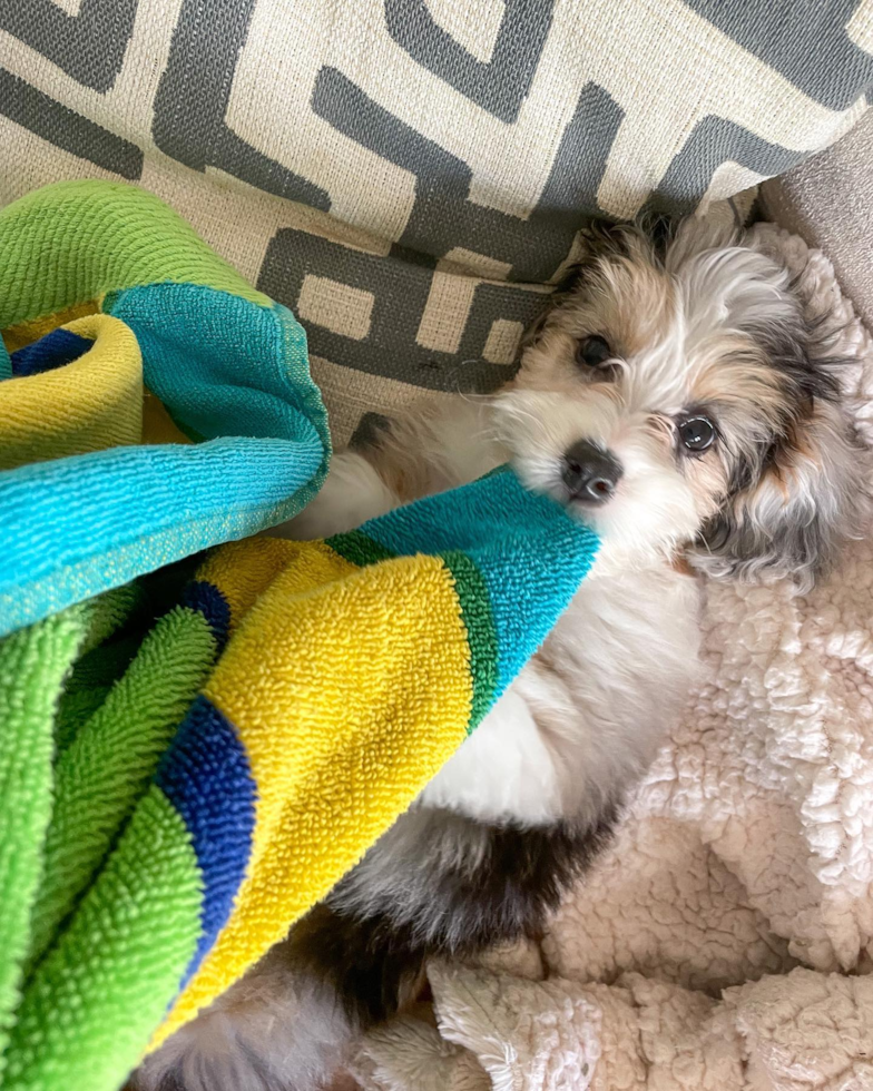 Cute Mini Aussiedoodle Pup in Houston TX