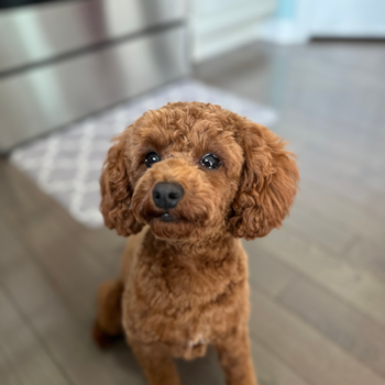 Cute Cavapoo Pup in