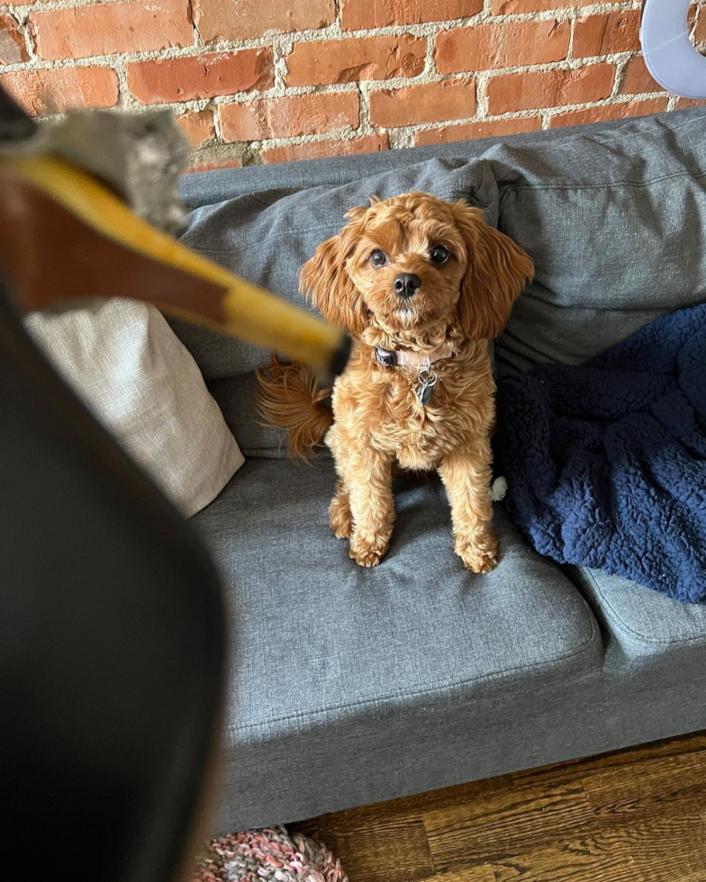 Sweet Cavapoo Pup in New York NY