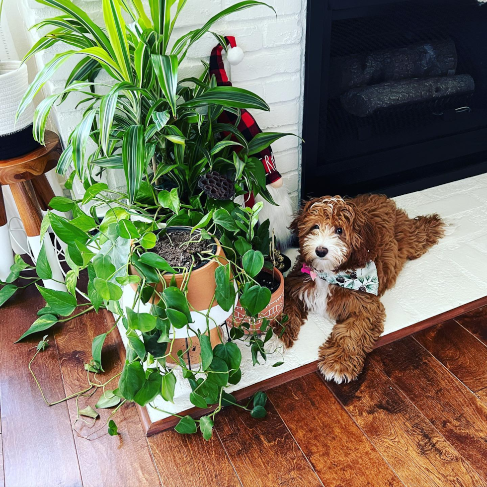 Popular Mini Goldendoodle Poodle Mix Pup