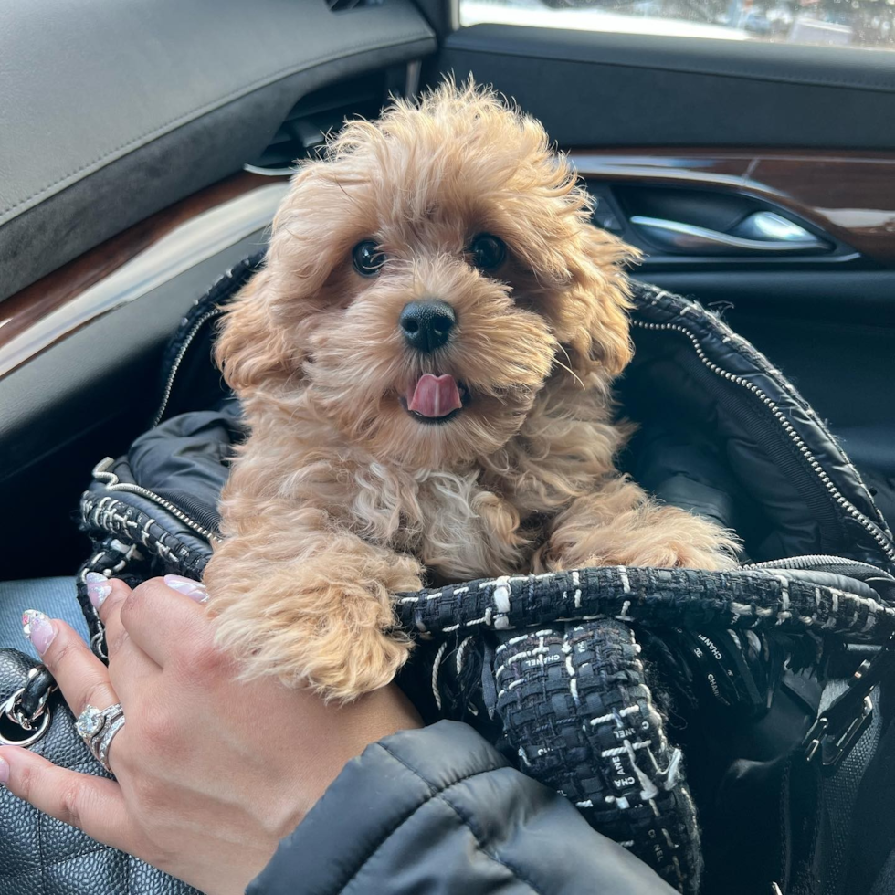 Fluffy Maltipoo Poodle Mix Pup