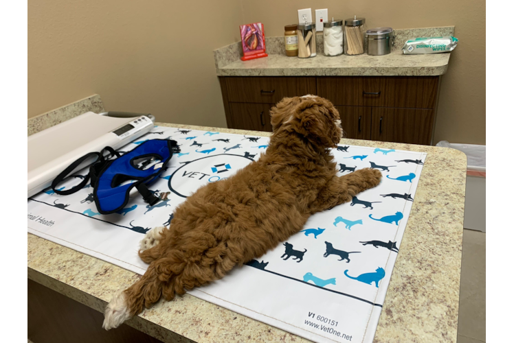 Funny Mini Goldendoodle Poodle Mix Pup