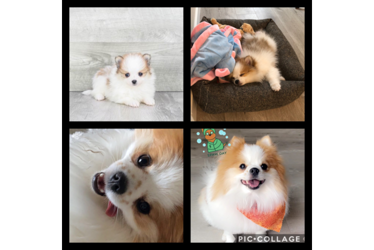 Pomeranian Puppy for Adoption