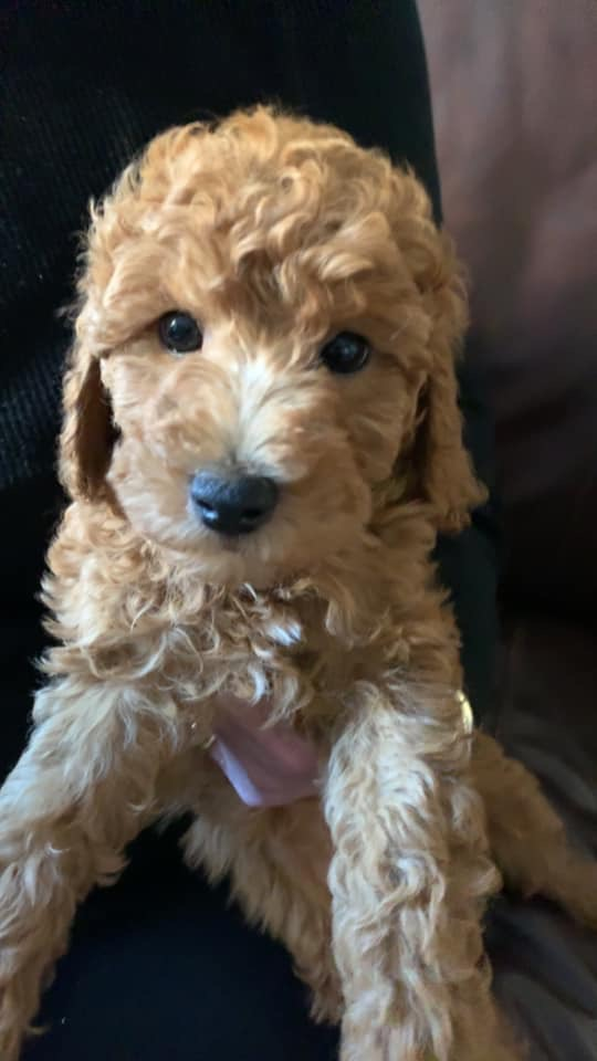 Mini Goldendoodle Puppy for Adoption