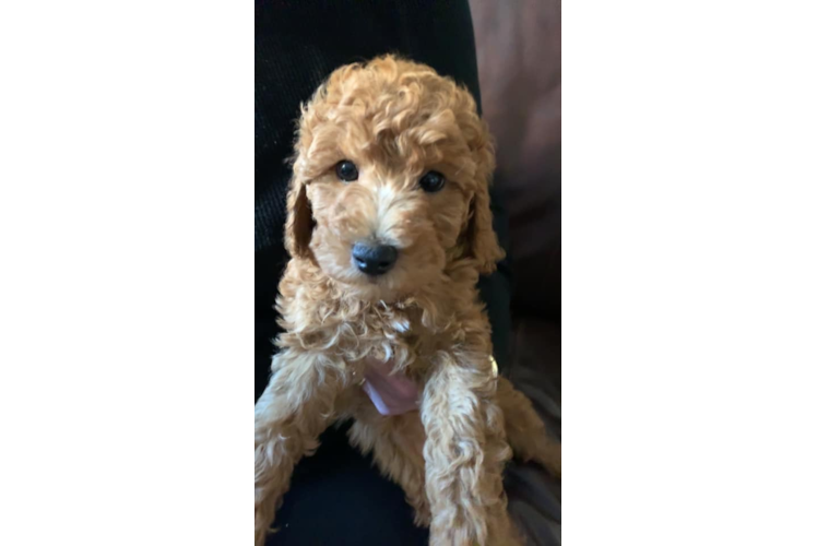 Mini Goldendoodle Puppy for Adoption