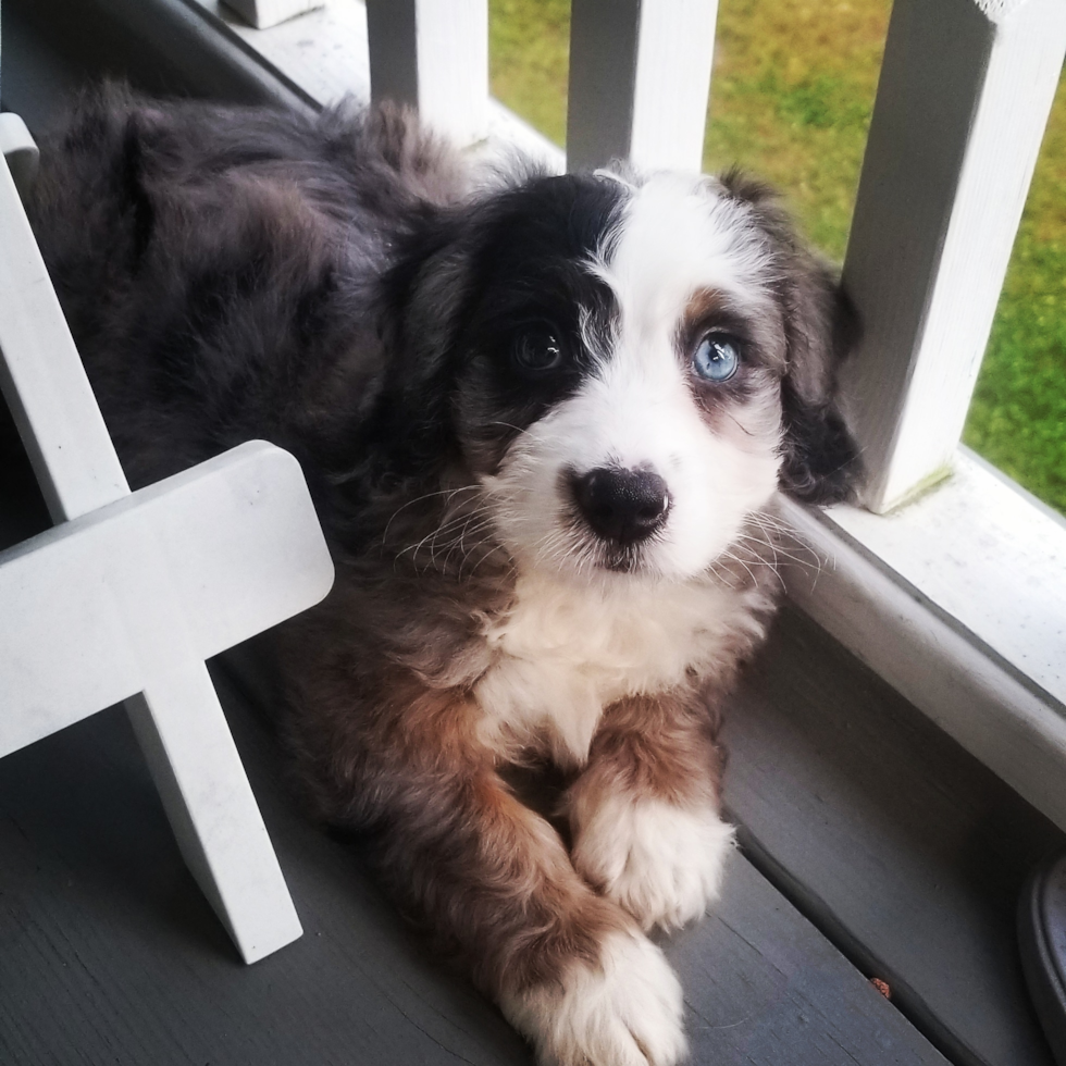 Sweet Mini Bernedoodle Pup in St Robert MO