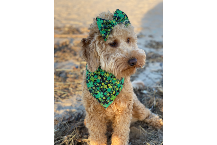 Best Mini Goldendoodle Baby