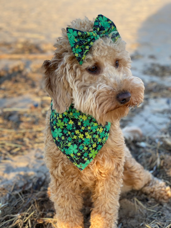 St Joseph Mini Goldendoodle Pup