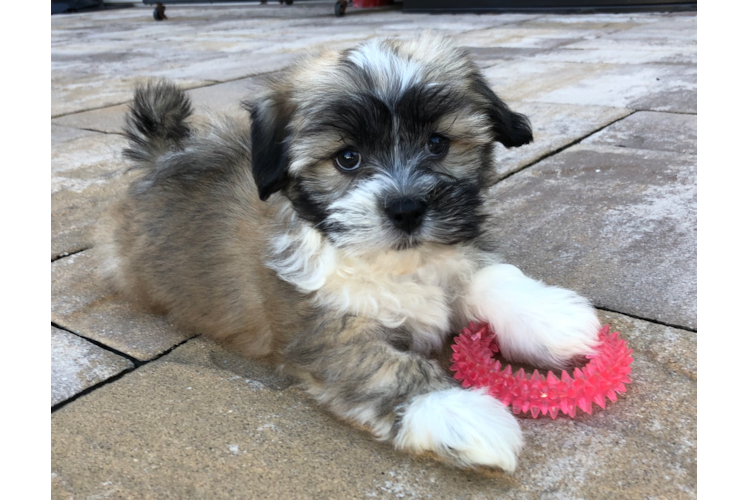 Akc Registered Havanese Baby